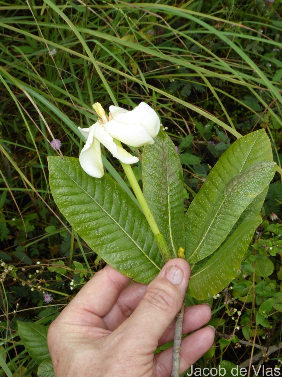 Gardenia fosbergii Tirveng.
